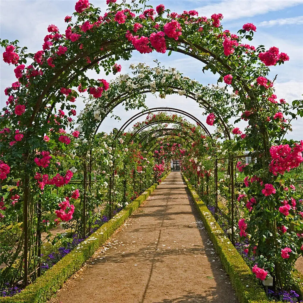 Black metal rose arch trellis with curved top and side panels for climbing plants