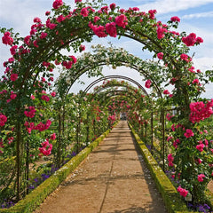 Black metal rose arch trellis with curved top and side panels for climbing plants